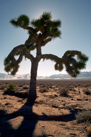 Photo of the Joshua Tree featured on the U2 Album by that name taken in 1988