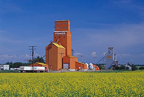 Pioneer wooden grain elevator with canola at Wakaw, Saskatchewan