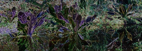 Manipulated colours of marsh plants