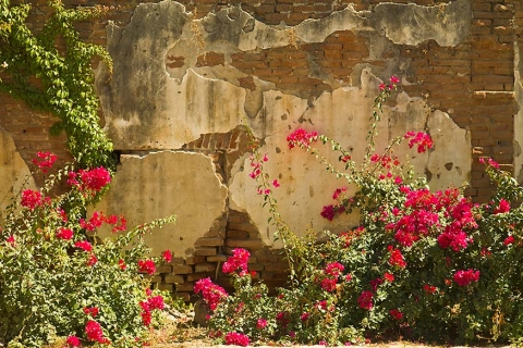 Old plastered wall hidden by bougainvillea's