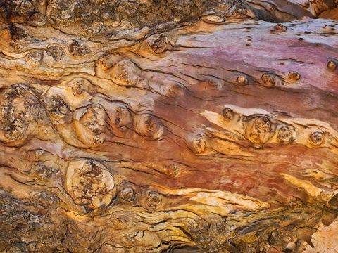 Photo of Eucalyptus bark entitled "Layers of Life #3"