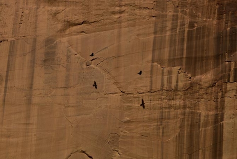 Crows in flight along the cliffs of  Eastern Arizona "Free Flight"