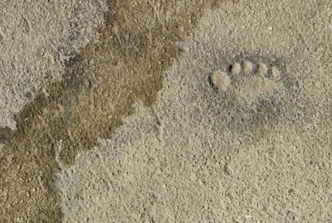 Impression of toes in concrete sidewalk