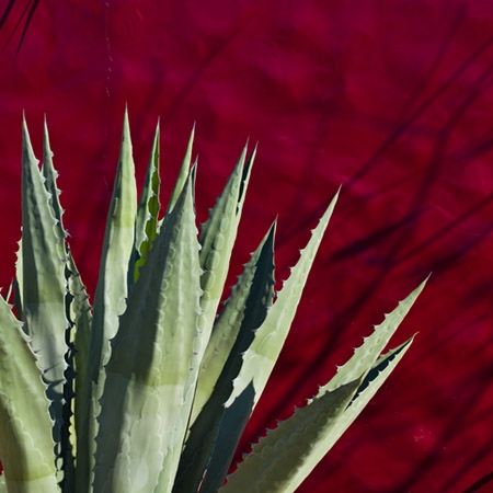 Cactus against red wall entitled "Colours of Drama"