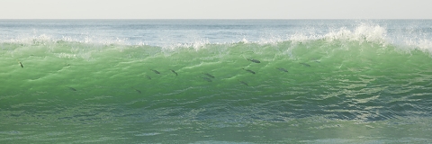 Images of fish in waves, Mexico. entitled  "School's In"