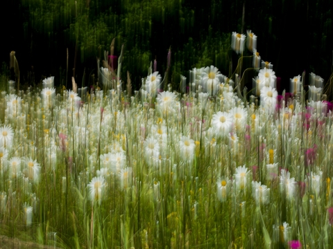 Image of mixed daisies and flowers in motion entitled "To the End of Love"