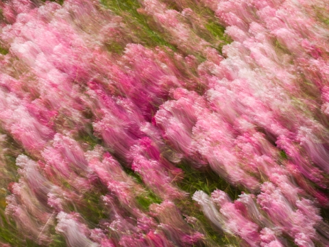Pink image captured with motion, entitled "Obscured by Clouds"
