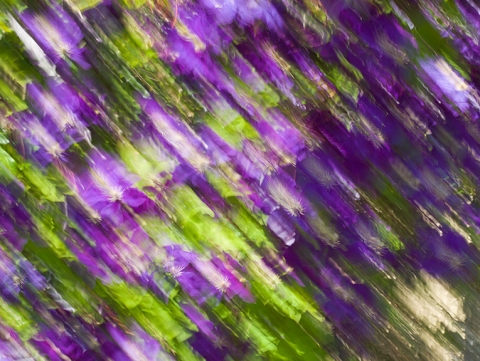 Motion captured in Photograph entitled "Purple Rain"