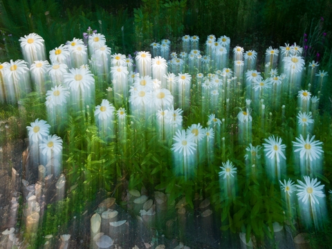 Photo of Daisies captured with camera movement entitled "Hallelujah"
