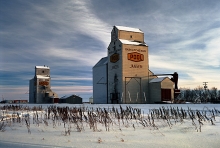 Image of wooden grain elevators at Jansen, Saskatchewan