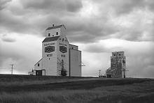 Wooden grain elevators at Webb, Saskatchewan